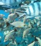 Diving with a School of Fish