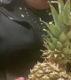 Pineapple Trick Smashes Cooktop
