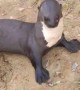 Person Interacts with Friendly Otters in Brazil