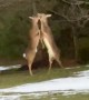 Deer Loses Antler During Intense Battle