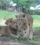 Lioness Attempts To Open Car Door During Safari Ride