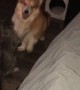 Corgi and Cat Playfully Tussle