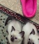 These Siamese kittens see their owner as a toy 