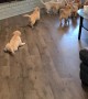 Pack of Puppies Play Chase