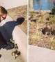 Police Officer scoops ducklings off road