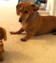 Puppy Hilariously Reacts After Meeting Toy Look-Alike