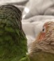 Conures Give Each Other Kisses