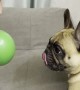 French Bulldog Loves Playing with Balloon