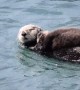 Mother Sea Otter Really Wants Baby To Quiet Down