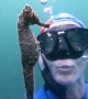 Face to Face with a Seahorse While Freediving Training