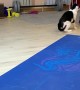 Kitty Interrupts Owners Work Out