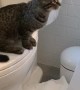 Troublesome Kitty Uses the Whole Roll