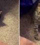 Copycat Kitten Adorably Mimics Owner\'s Hand Movements