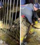 Firefighters separate bars to free deer trapped in fence