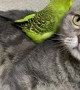 Birdie Climbs All Over Feline Best Friend