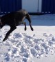 Doggy Puts on a Rodeo Show in the Snow