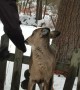 Brothers Rescue a Deer Trapped on Top of Fence