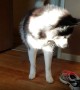 Husky Denies Stealing Shoe, Eventually Brings It Back