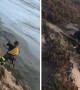 Labrador Rescued From Cliff Edge in San Francisco