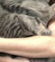 Kitties Claw Their Way Out of a Cuddle