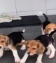 A Bunch of Beagles Dance with Broom