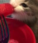 Kitten Munches on a Watermelon