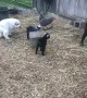 Great Pyrenees Pups Learning to Guard Pygmy Goats