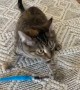 Tipsy the Cat Brings Mom a Toy