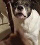 Dog Makes Funny Sounds For Treat