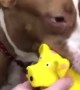 Adorable pup plays with his funny little pig toy
