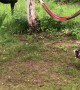 Moose Chases Playful Dog around Trees