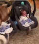 Husky finally meets twin babies after 55 days in the NICU