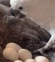 Cockatoo Proud of Her Egg Collection