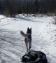 Adorable Husky Drags Lazy Sibling