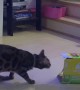 Bengal Kitty Launches Itself at Box
