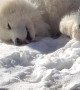 Doggy Seriously Loves Lying in the Snow
