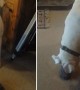 Dog Hilariously Puts On Pair Of Crocs And Walks Around