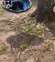 Border Collie Tries Tree Swing