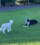 Dog And Lamb Are Best Friends And It\'s Adorable