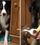 Dog\'s Priceless Reaction While Reluctantly Sharing Toy With Puppy