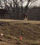 Cow Has Fun with Dogs at Fence