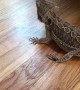 Bearded Dragons Tries to Eat Toy Bearded Dragon