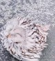 Frozen Owl Rescued from Roadway