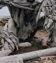 Artist Creates Stunning Driftwood Sculpture