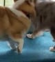 Calm Corgi Tolerates Extroverted Pup