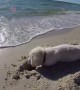Dog Isn't Happy After Ocean Waves Keep Refilling Hole