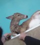 Police Officer saves deer from frozen pool