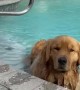 Doggy Doesn't Want to Get Out of Pool
