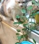 Cat Pretends to Chew on Plants