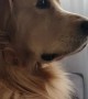 Golden Retriever impressed with TV show, can\'t stop watching